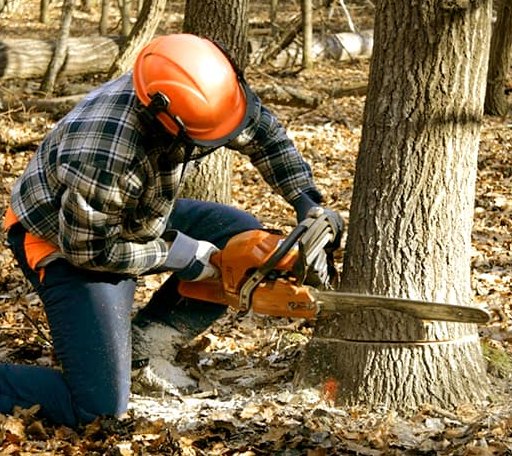 Tree Removal in Ben Franklin, TX